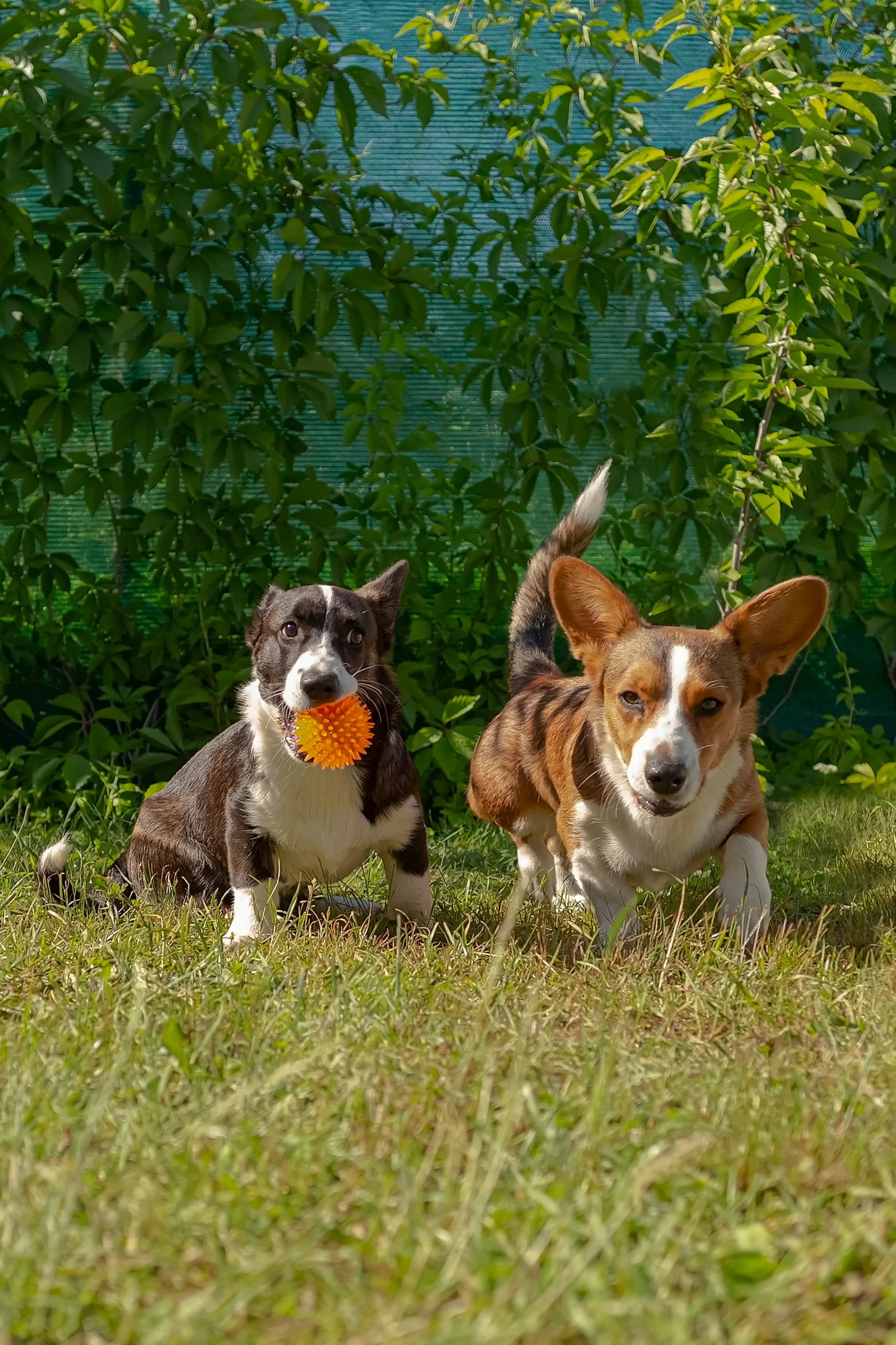 Dogs playing together outdoors